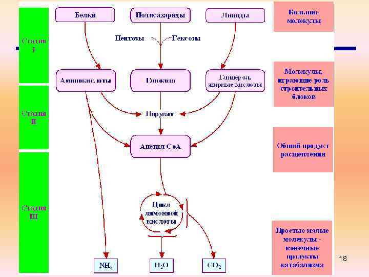 Катаболизм 18 