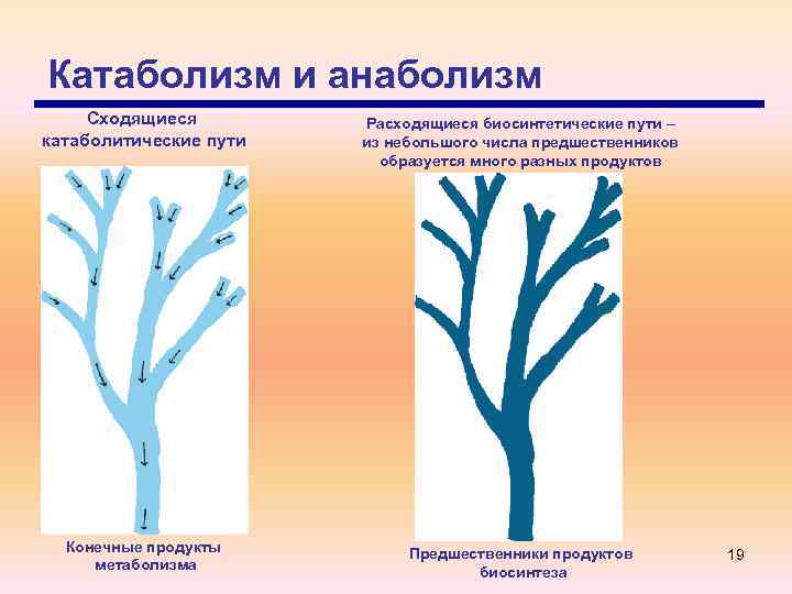 Катаболизм и анаболизм Сходящиеся катаболитические пути Расходящиеся биосинтетические пути – из небольшого числа предшественников