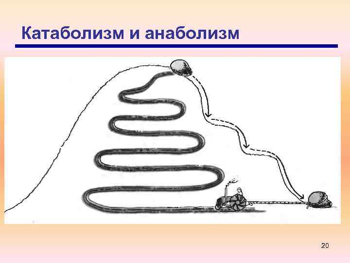 Катаболизм и анаболизм 20 