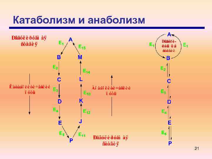 Катаболизм и анаболизм 21 