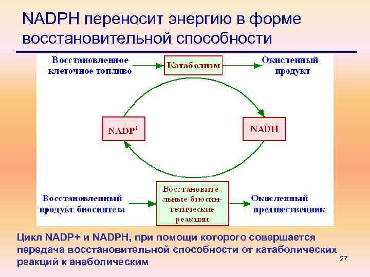 NADPH переносит энергию в форме восстановительной способности Цикл NADP+ и NADPH, при помощи которого