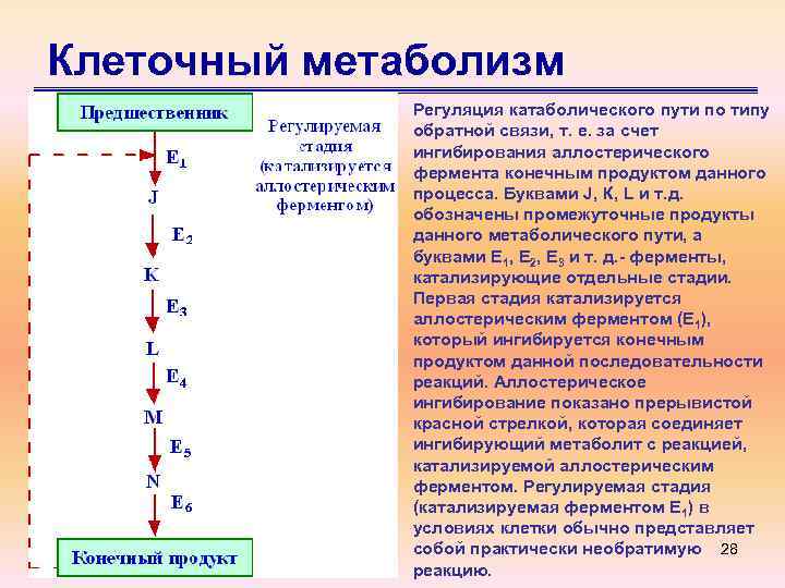 Клеточный метаболизм Регуляция катаболического пути по типу обратной связи, т. е. за счет ингибирования