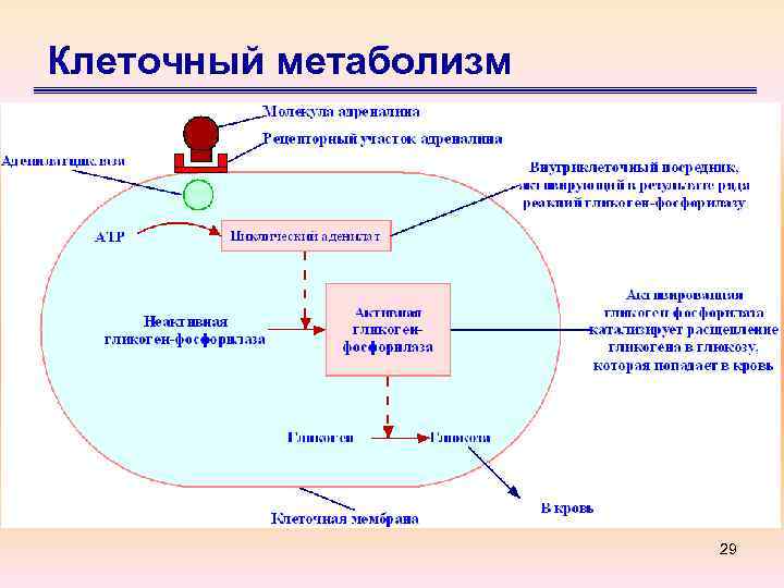 Клеточный метаболизм 29 