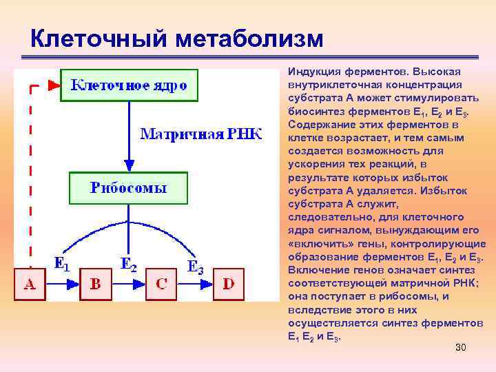 Клеточный метаболизм Индукция ферментов. Высокая внутриклеточная концентрация субстрата А может стимулировать биосинтез ферментов Е