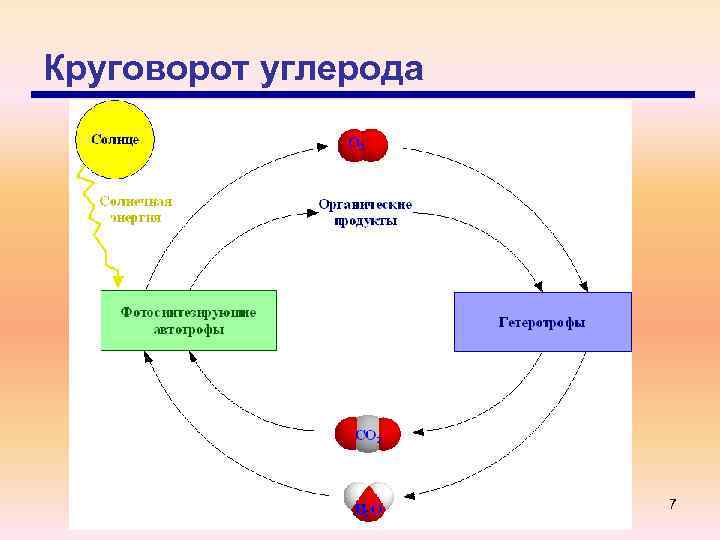 Круговорот углерода 7 
