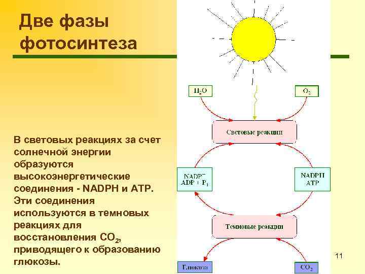 Две фазы фотосинтеза В световых реакциях за счет солнечной энергии образуются высокоэнергетические соединения -