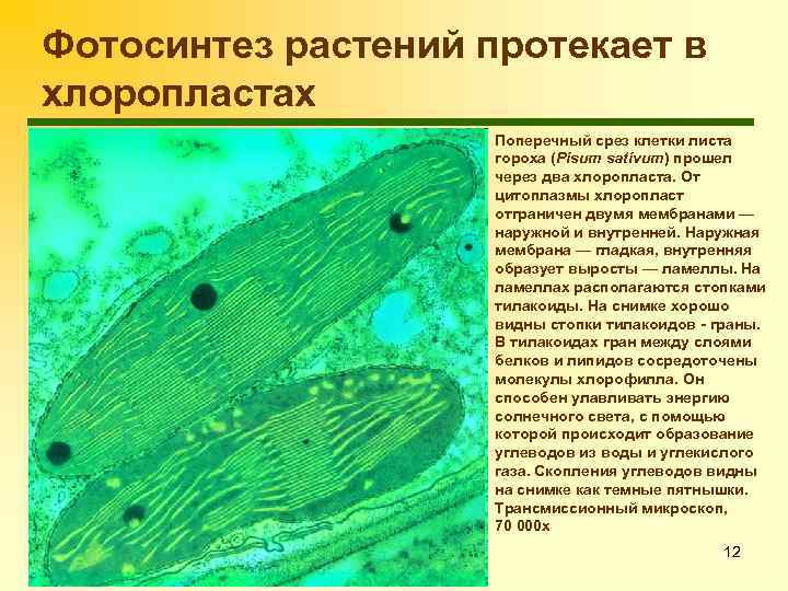 Фотосинтез растений протекает в хлоропластах Поперечный срез клетки листа гороха (Pisum sativum) прошел через