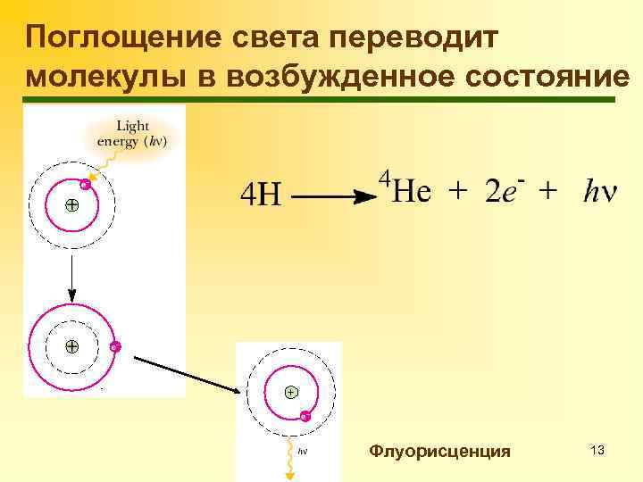 Поглощение света переводит молекулы в возбужденное состояние Флуорисценция 13 