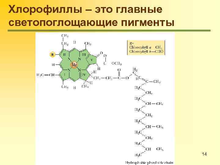 Хлорофиллы – это главные светопоглощающие пигменты 14 