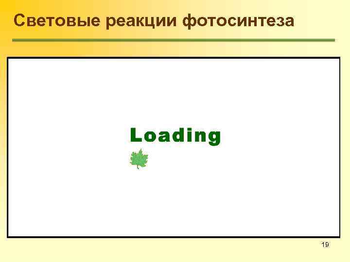 Световые реакции фотосинтеза 19 