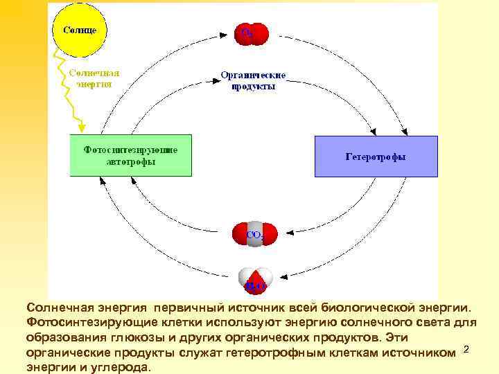 Солнечная энергия первичный источник всей биологической энергии. Фотосинтезирующие клетки используют энергию солнечного света для