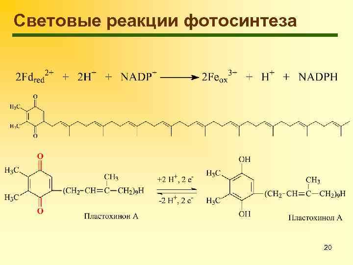 Световые реакции фотосинтеза 20 