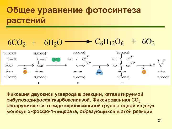 Общее уравнение фотосинтеза растений Фиксация двуокиси углерода в реакции, катализируемой рибулозодифосфаткарбоксилазой. Фиксированная СО 2