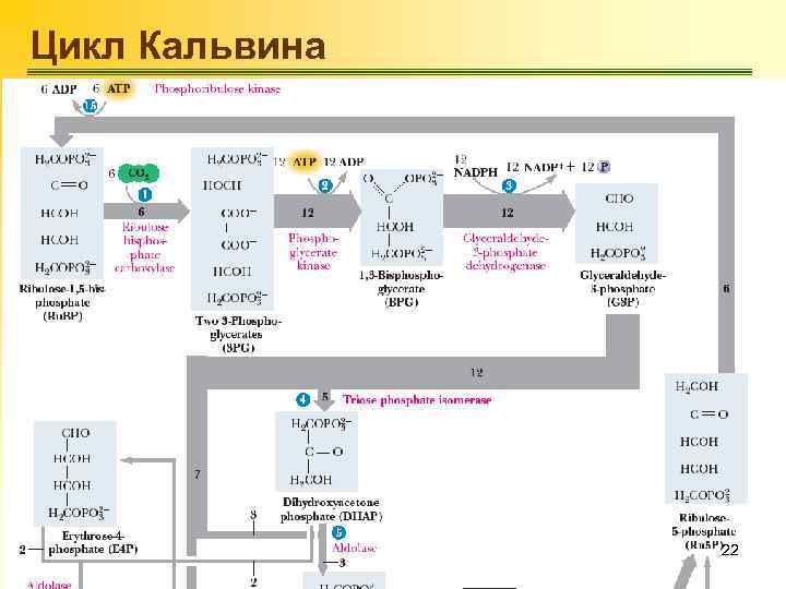 Цикл Кальвина 22 