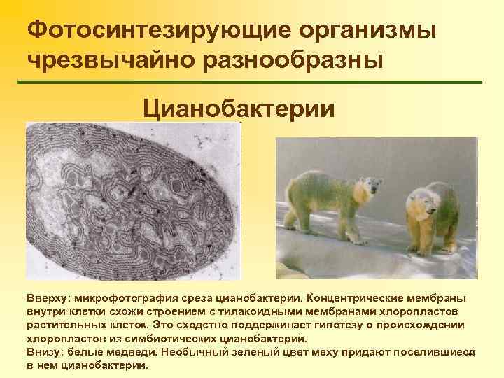 Фотосинтезирующие организмы чрезвычайно разнообразны Цианобактерии Вверху: микрофотография среза цианобактерии. Концентрические мембраны внутри клетки схожи