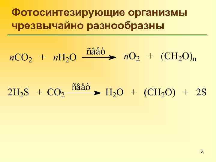 Фотосинтезирующие организмы чрезвычайно разнообразны 5 