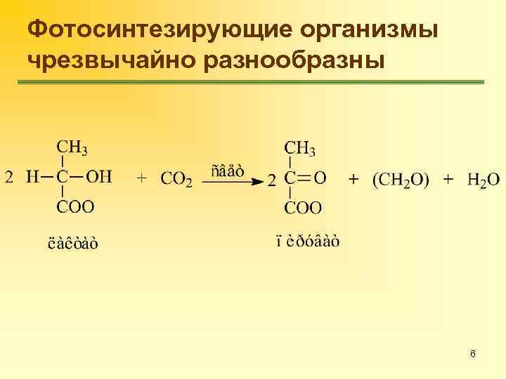 Фотосинтезирующие организмы чрезвычайно разнообразны 6 