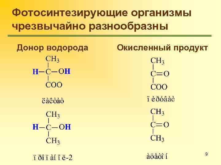 Фотосинтезирующие организмы чрезвычайно разнообразны Донор водорода Окисленный продукт 9 