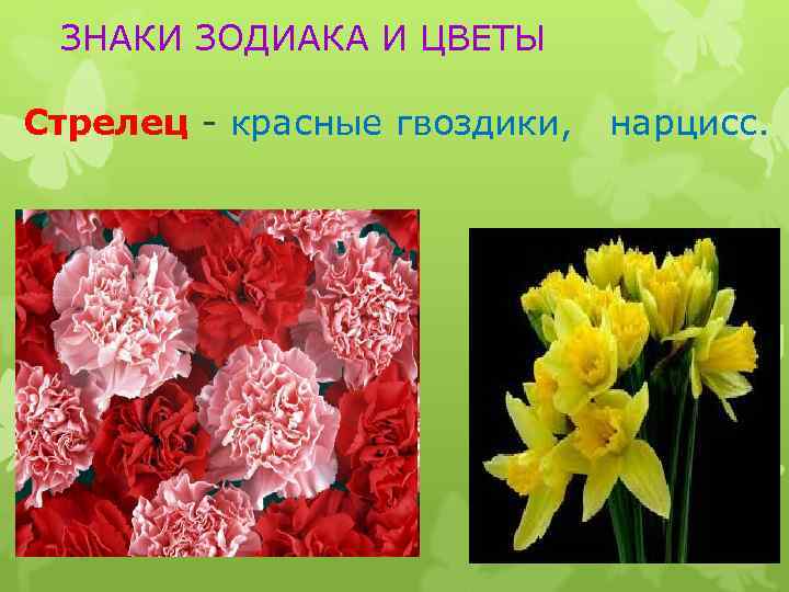 ЗНАКИ ЗОДИАКА И ЦВЕТЫ Стрелец - красные гвоздики, нарцисс. 