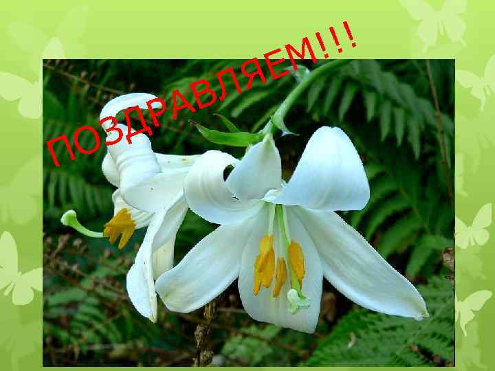 Е Я !!! М П З О Л АВ Р Д 