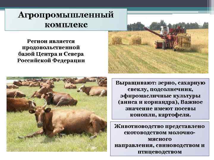 Агропромышленный комплекс Регион является продовольственной базой Центра и Севера Российской Федерации Выращивают: зерно, сахарную