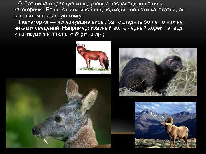  Отбор вида в красную книгу ученые производили по пяти категориям. Если тот или