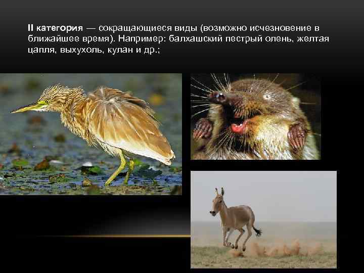 II категория — сокращающиеся виды (возможно исчезновение в ближайшее время). Например: балхашский пестрый олень,