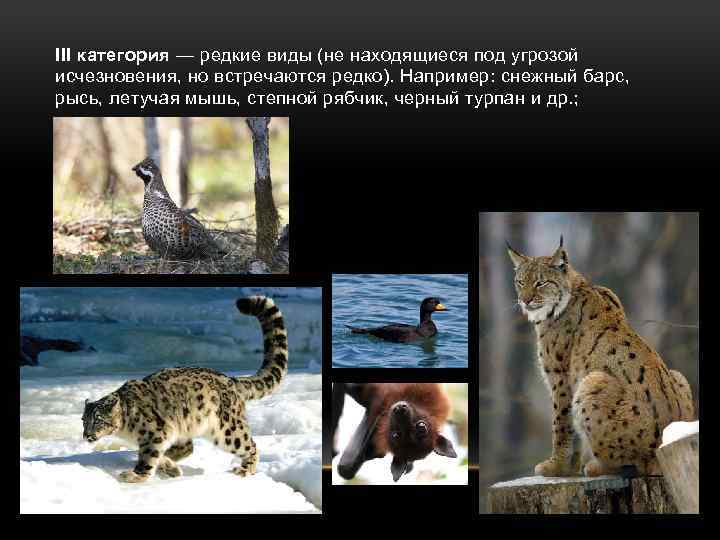 III категория — редкие виды (не находящиеся под угрозой исчезновения, но встречаются редко). Например: