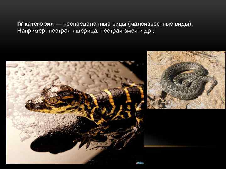 IV категория — неопределенные виды (малоизвестные виды). Например: пестрая ящерица, пестрая змея и др.