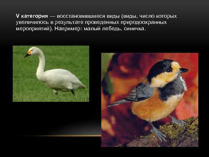 V категория — восстановившиеся виды (виды, число которых увеличилось в результате проведенных природоохранных мероприятий).