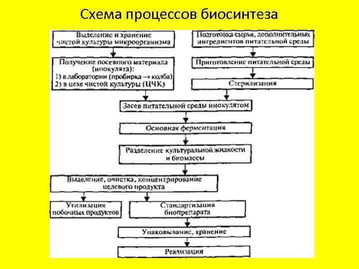 Схема процессов биосинтеза 