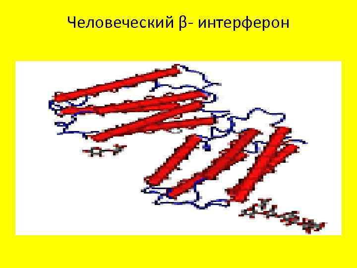 Человеческий β- интерферон 