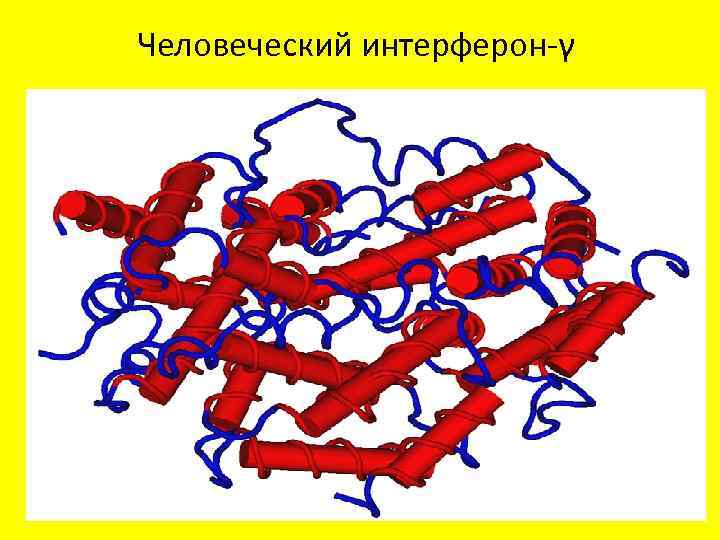 Человеческий интерферон-γ 