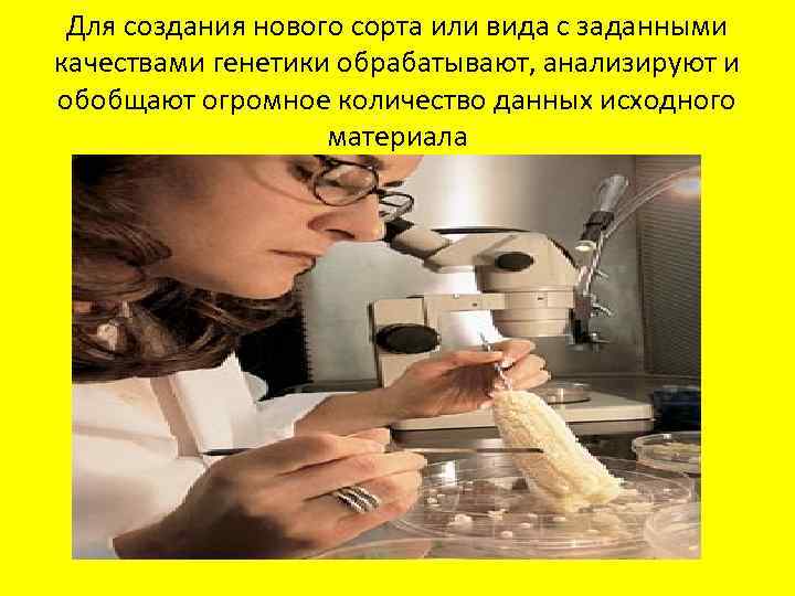 Для создания нового сорта или вида с заданными качествами генетики обрабатывают, анализируют и обобщают