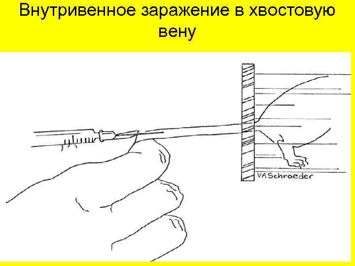 Внутривенное заражение в хвостовую вену 