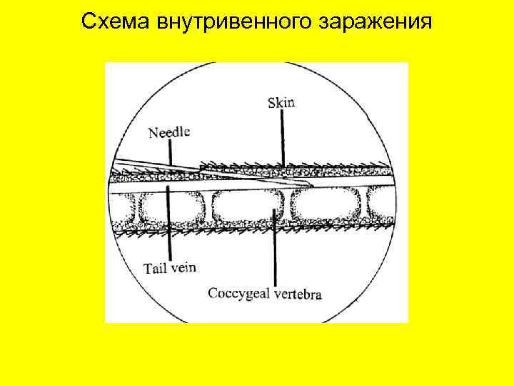 Схема внутривенного заражения 