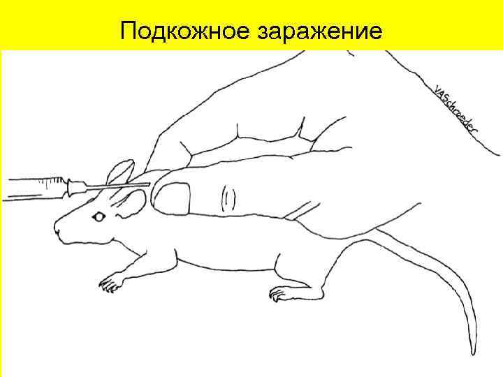 Подкожное заражение 
