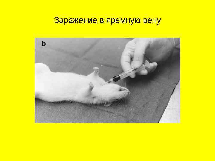 Заражение в яремную вену 