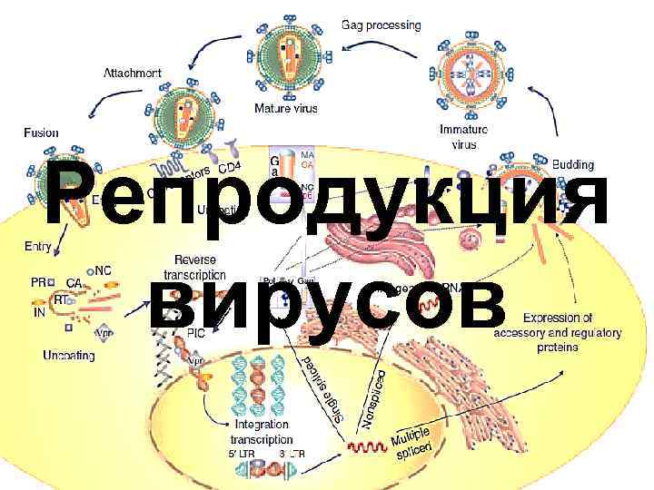 Репродукция вирусов 