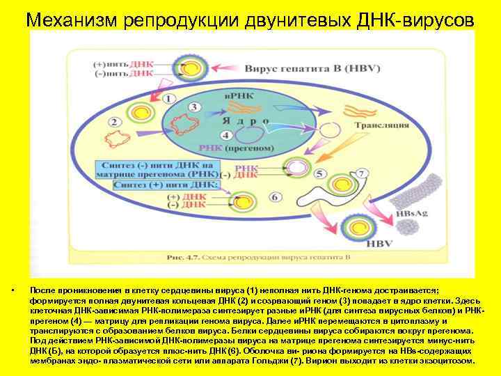 Стадии размножения днк содержащих вирусов