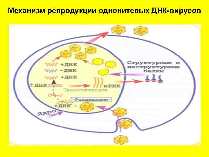 Механизм репродукции однонитевых ДНК-вирусов 