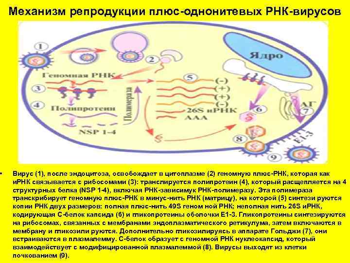  • Механизм репродукции плюс-однонитевых РНК-вирусов Вирус (1), после эндоцитоза, освобождает в цитоплазме (2)