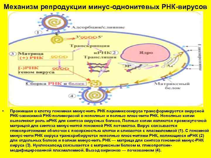 Механизм репродукции минус-однонитевых РНК-вирусов • Проникшая в клетку геномная минус-нить РНК парамиксовируса трансформируется вирусной