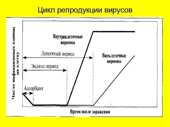 Цикл репродукции вирусов 