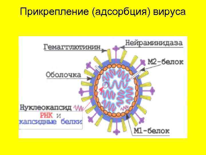 Прикрепление (адсорбция) вируса 