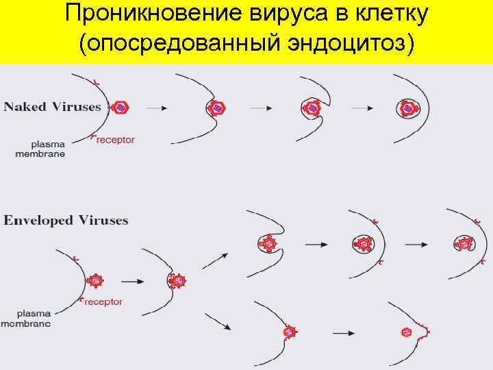 Проникновение вируса в клетку (опосредованный эндоцитоз) 