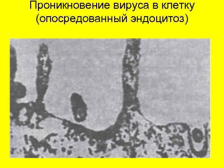 Проникновение вируса в клетку (опосредованный эндоцитоз) 