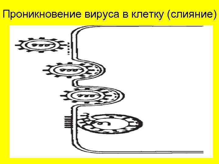 Проникновение вируса в клетку (слияние) 