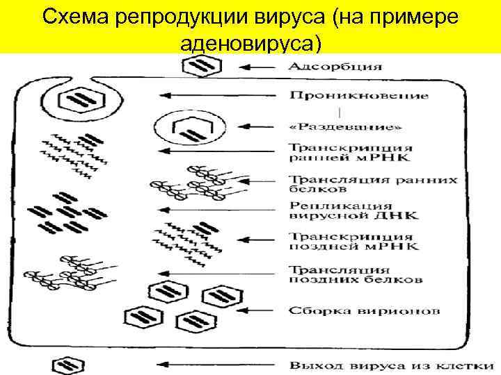 Схема репродукции вируса (на примере аденовируса) 