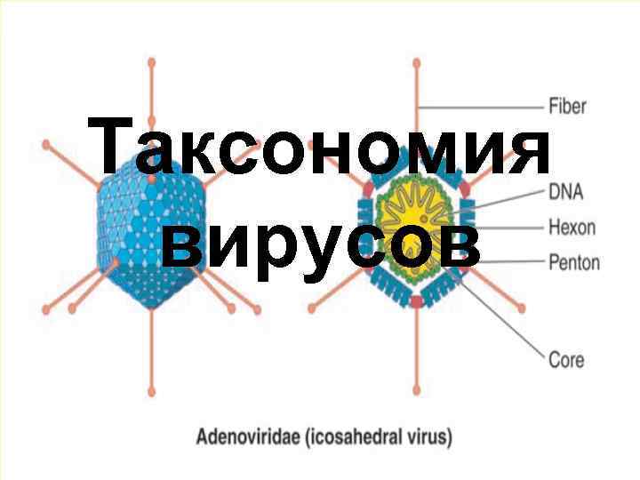 Таксономия вирусов 